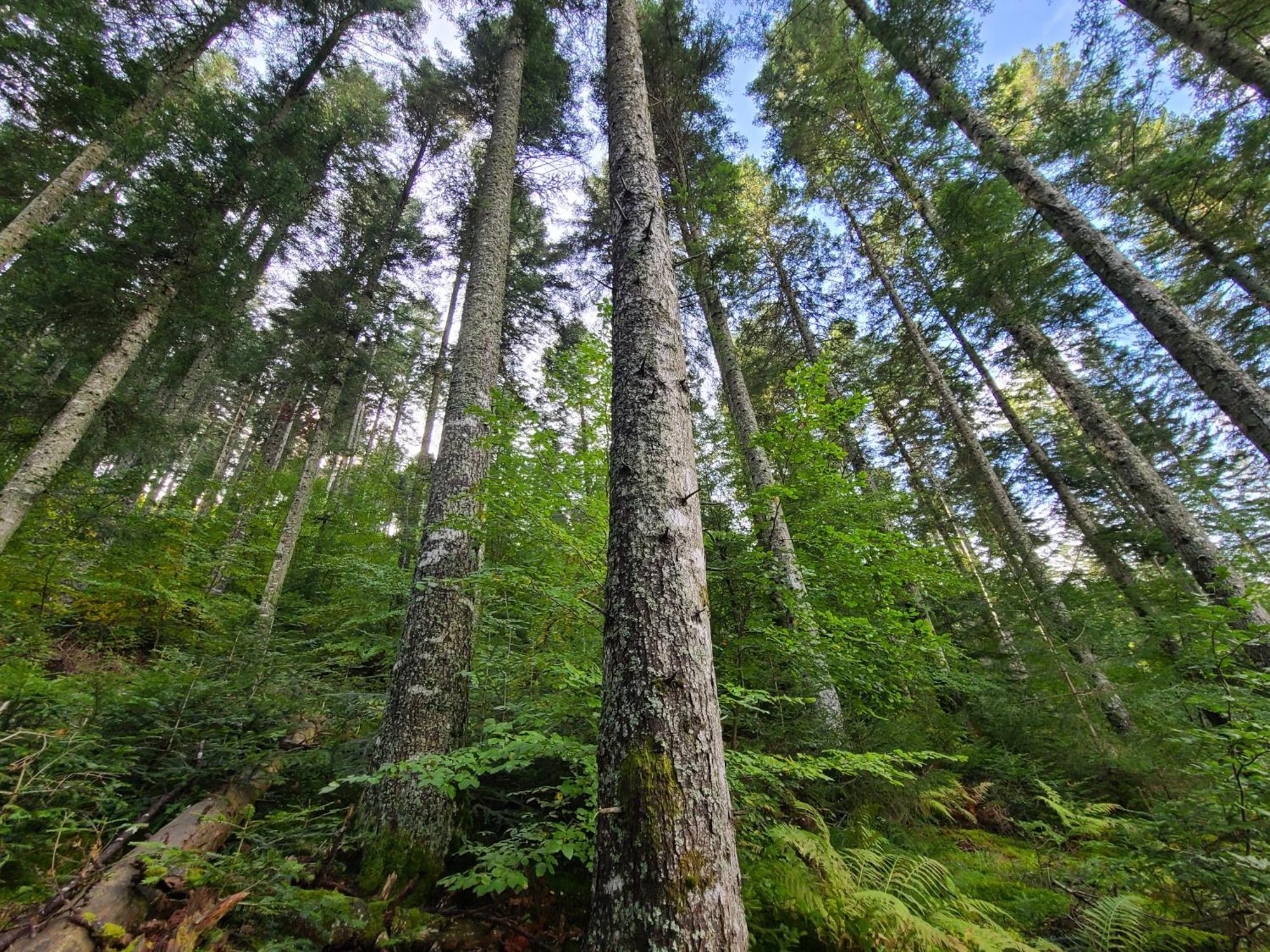 Gites La Boletiere Saint-Étienne-du-Valdonnez Pokoj fotografie